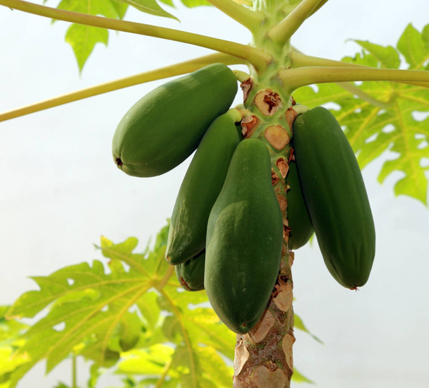 Unripe green fruit of the papaya tree - Photo, Image