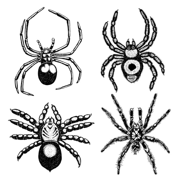  Insects spiders collection  - Vector, afbeelding
