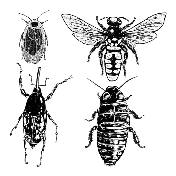  Insects and bugs collection - Vector, afbeelding