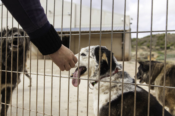 Σκυλιά σε κλουβιά - Φωτογραφία, εικόνα