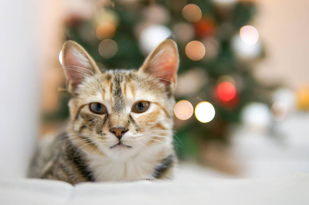 Funny cat near christmas tree - Photo, Image