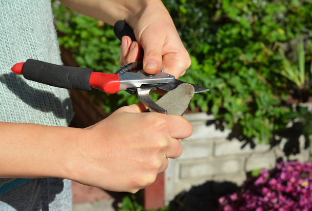 Точне обрізання ножів для ідеального вирізання. Очищення та заточування садових інструментів
. - Фото, зображення