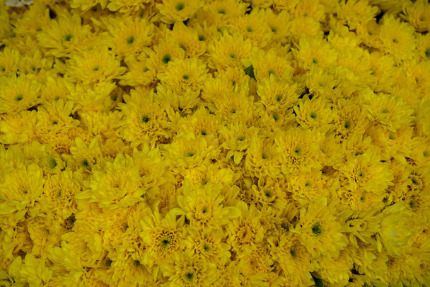 Friss gyönyörű fényes sárga krizantém virág háttér virágzó zöld pollen a helyi piacon értékesítő - Fotó, kép