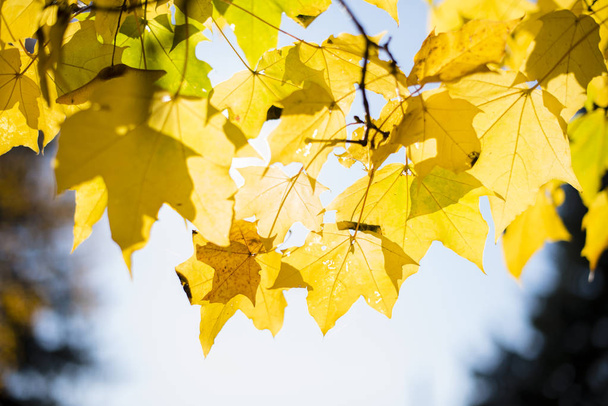 Autumn foliage. Maple leaves. Autumn Background - Zdjęcie, obraz