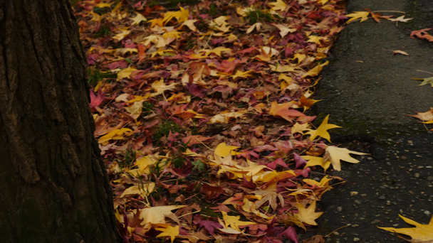 Yerde yatan sonbahar, kırmızı ve sarı yaprakları. Yakın çekim. 4k, ağır çekim - Video, Çekim