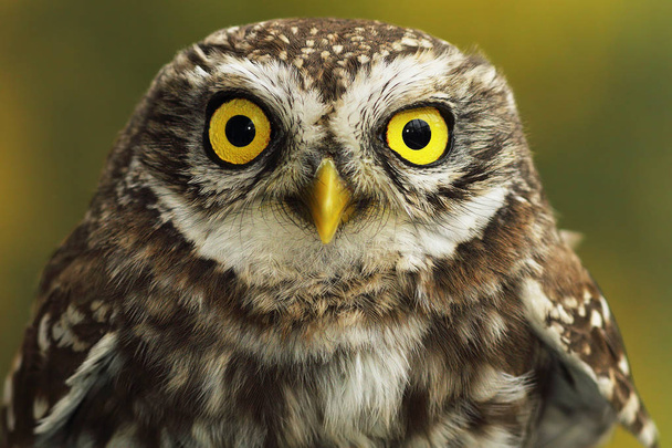 コキンメフクロウの目のクローズ アップ - 写真・画像