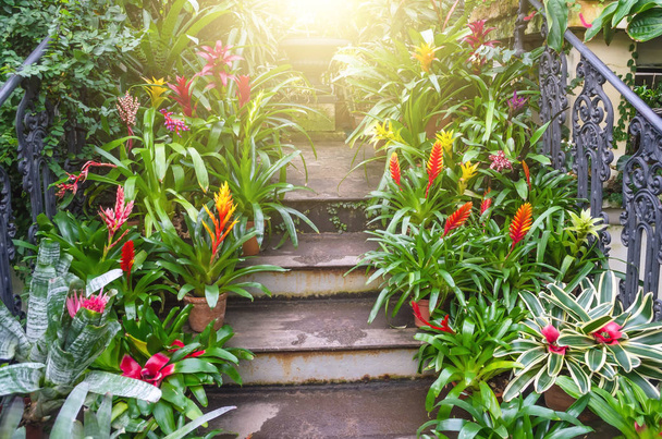 熱帯湿った森林の階段に鍋の vriesea 植物の開花. - 写真・画像