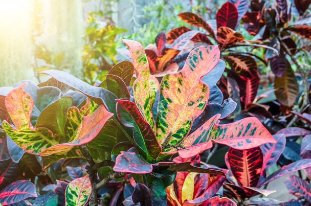 Croton Trójskrzyn pstry rośliny z kolorowych liści w tropikalnym ogrodzie. - Zdjęcie, obraz
