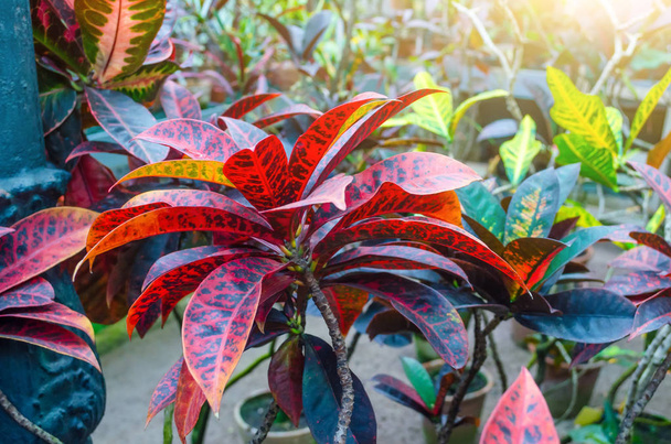 Croton Codiaeum variegatum piante con foglie colorate nel giardino tropicale
. - Foto, immagini