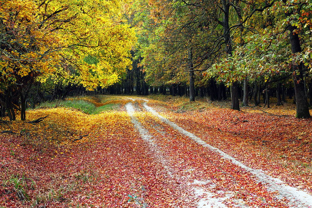 sentier rural en automne belle forêt
 - Photo, image
