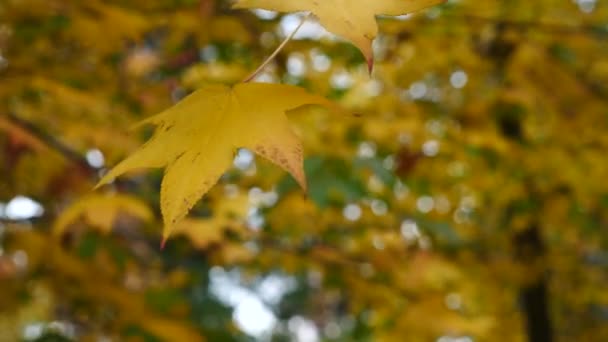 Fák juharlevél helyezi a szél. Vörös juhar levél áthelyezése a szél őszi színek. Gyönyörű háttér. 4 k-lassú mozgás - Felvétel, videó