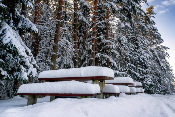 Puszcza Knyszynska w zimowej szacie - Fotoğraf, Görsel