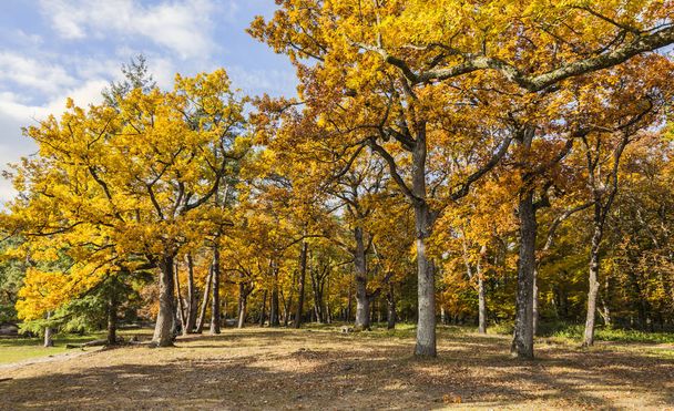Yellow Autumn Forest - Valokuva, kuva