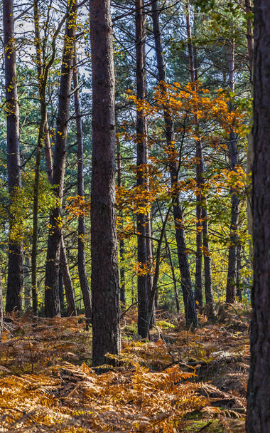 Autumn Scene in Fontainebleau Forest - Zdjęcie, obraz