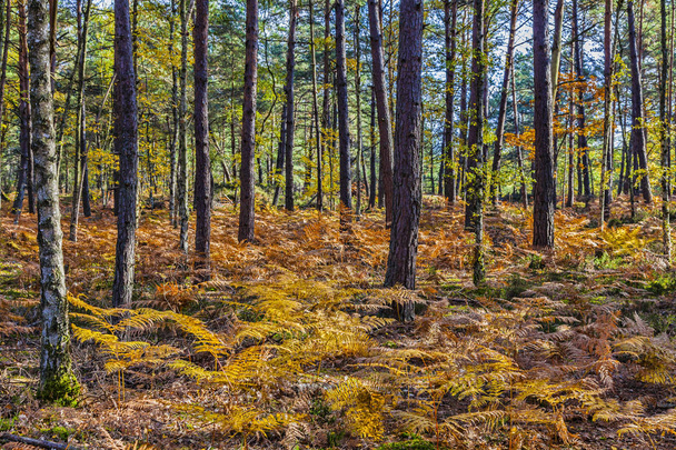 Autumn Scene in Fontainebleau Forest - Photo, Image