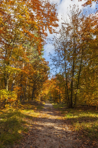 Footpath in a Forest in Autumn - Foto, Bild