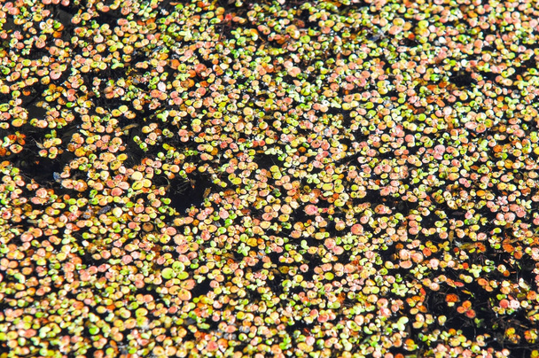 Une photo d'un marais, Tina, l'asclépiade. Une minuscule plante aquatique à fleurs qui flotte en grande quantité sur de l'eau calme, formant souvent une couche verte continue apparente à la surface
. - Photo, image