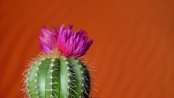 Zielony Kaktus z fioletowy kwiat - Materiał filmowy, wideo