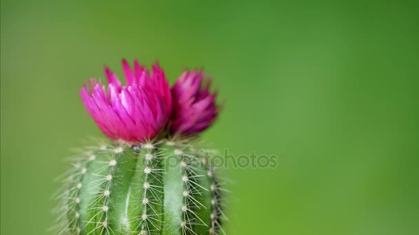 Cactus con flor púrpura
 - Imágenes, Vídeo