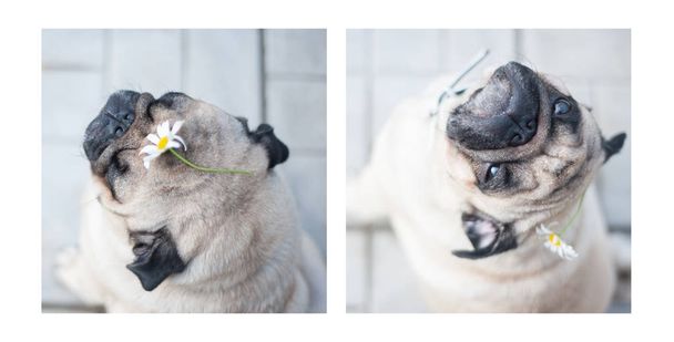 perro feliz, un pug adivina en manzanilla, ama no le gusta
. - Foto, imagen