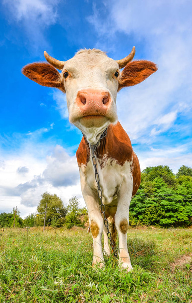 Vaca muy divertida con gran hocico mirando directamente a la cámara de cerca. Animales de granja. Divertido lindo rojo y blanco manchado vaca en el campo con hierba verde brillante
. - Foto, Imagen
