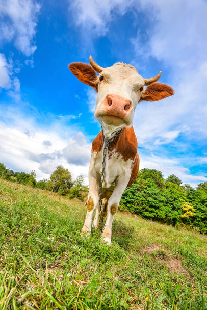 sehr lustige Kuh mit großer Schnauze, die direkt in die Kamera starrt. Nutztiere. lustige süße rot-weiß gefleckte Kuh auf dem Feld mit hellgrünem Gras. - Foto, Bild
