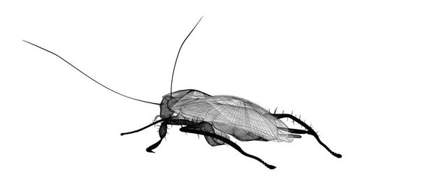 šváb v drátu kostry - Fotografie, Obrázek