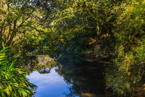 River in the forest in Gramado - Φωτογραφία, εικόνα