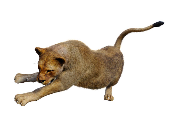 3D rendering vrouwelijke Lion op wit - Foto, afbeelding