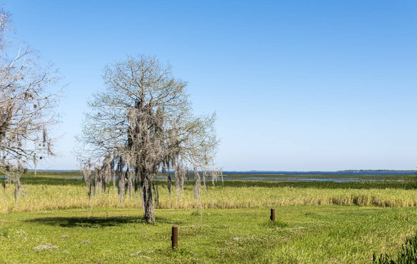 Un árbol solitario, cubierto de musgo español, al lado de un lago en el profundo sur de América
 - Foto, imagen