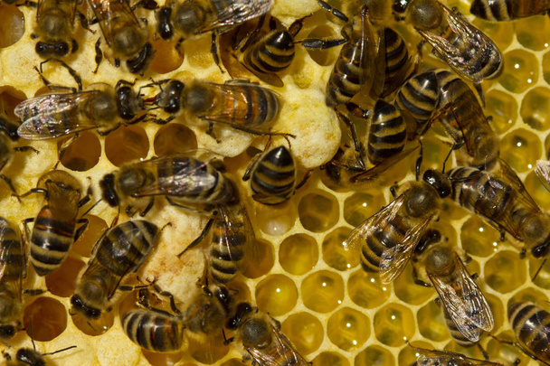 Arsa arılar yaz yaşam - Fotoğraf, Görsel