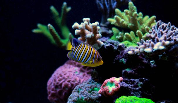 Regal Angelfish en tanque de acuario de arrecife
 - Foto, imagen