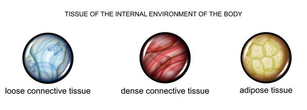 tissue of the internal environment of the body - Vector, Image
