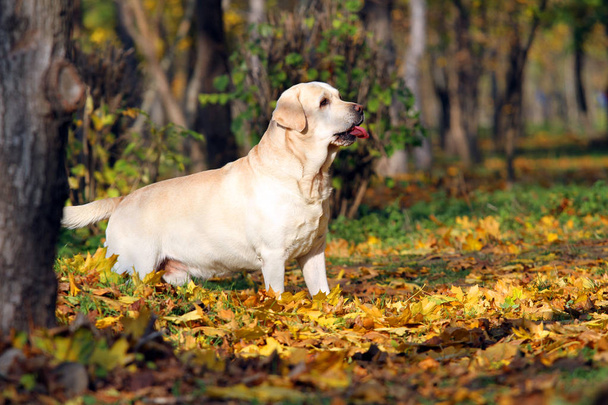 yellow labrador in the park in autumn - Photo, Image
