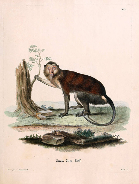 Illustration de primates. Die Saugthiere in Abbildungen nach der Natur, mit Beschreibungen. 1778
 - Photo, image