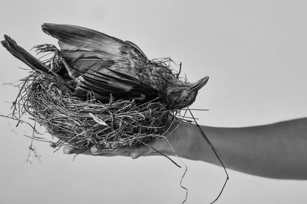 bird in straw nest - Fotoğraf, Görsel