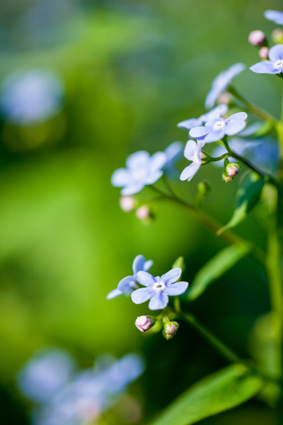close-up shot of beautiful little purple flowers on natural background - Photo, Image