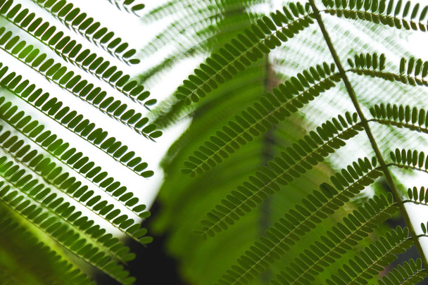 primer plano de hermosas hojas de helecho sobre fondo natural borroso
 - Foto, Imagen