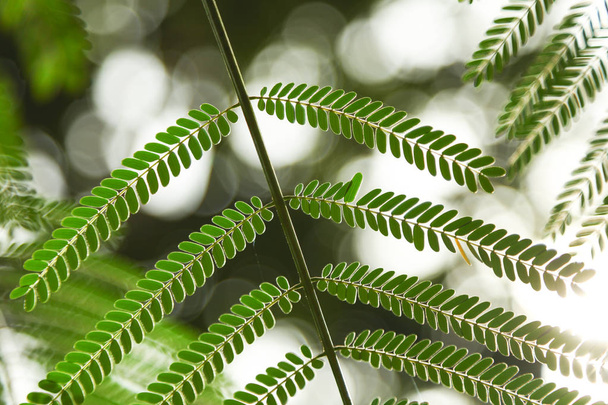 close-up shot of beautiful fern leaves on blurred background - Photo, Image