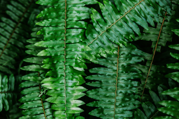 close-up shot of fern leaves for background - Photo, Image