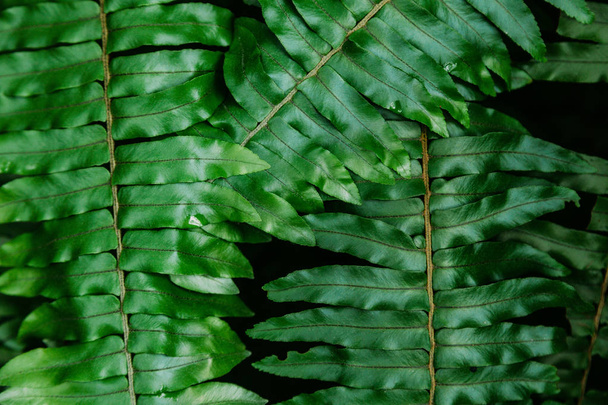 close-up shot of beautiful fern leaves for background - Photo, Image