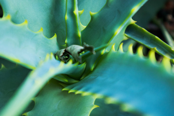 close up of green cactus - Φωτογραφία, εικόνα