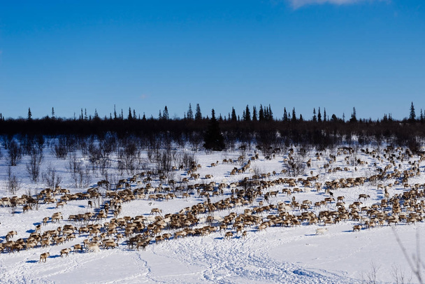 In the far north, along the snow-covered field, a herd of wild deer flee in search of food - Фото, изображение