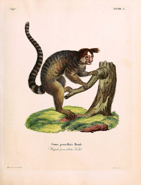 Ілюстрації приматів. Die Saugthiere in Abbildungen nach der Natur, mit Beschreibungen 1778 - Фото, зображення