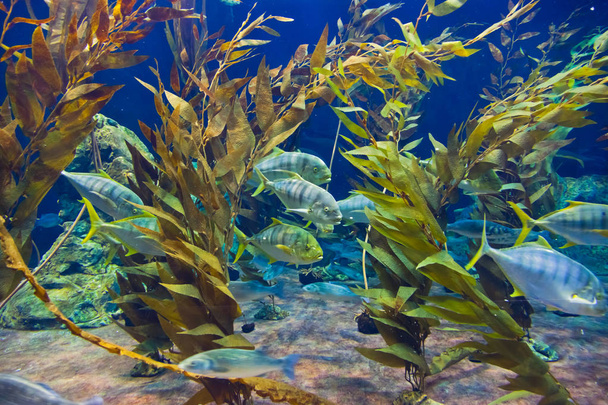 Fishes and corals reef in Aquarium - Valokuva, kuva