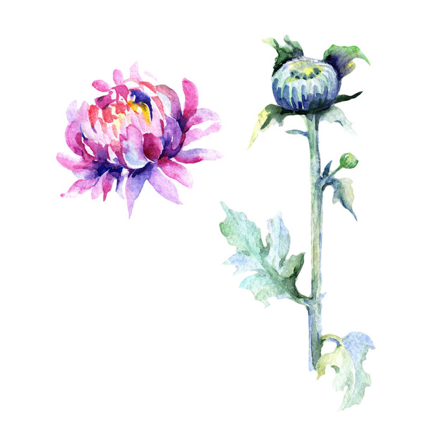 分離された水彩画のワイルドフラワーの菊の花. - 写真・画像