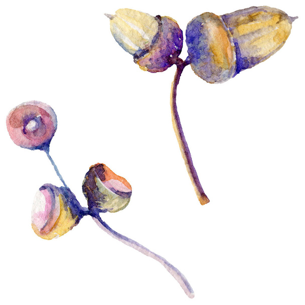 Forest acorn in een hand getrokken aquarel stijl geïsoleerd. - Foto, afbeelding