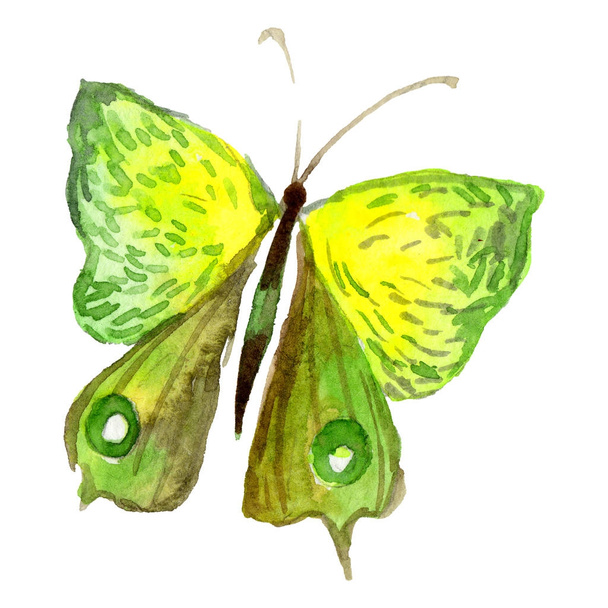 Exotische vlinder wild insect in een aquarel stijl geïsoleerd. - Foto, afbeelding