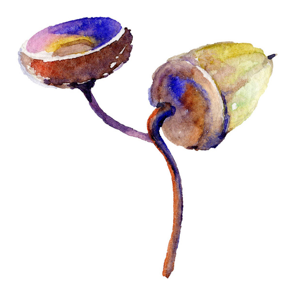 Forest acorn in a hand drawn watercolor style isolated. - Foto, Bild