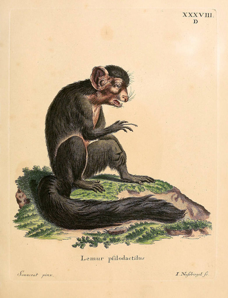 Ilustração de primatas Die Saugthiere in Abbildungen nach der Natur, mit Beschreibungen. 1778
 - Foto, Imagem